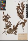 Foto von Salix cinerea L. x Salix nigricans Sm.
